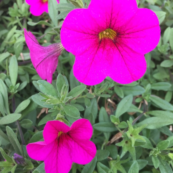 Meet your Posher, Leana - Picture 1 of 1